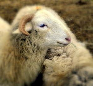 Mouton pour la laine bio des matelas no stress